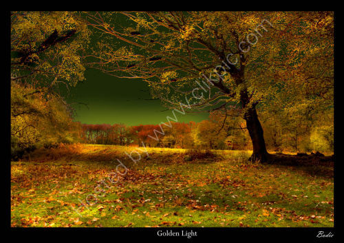 Golden Light